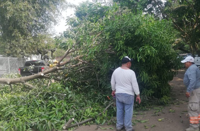 ATIENDE PROTECCIÓN CIVIL DE TAPACHULA REPORTES DE ÁRBOLES CAÍDOS