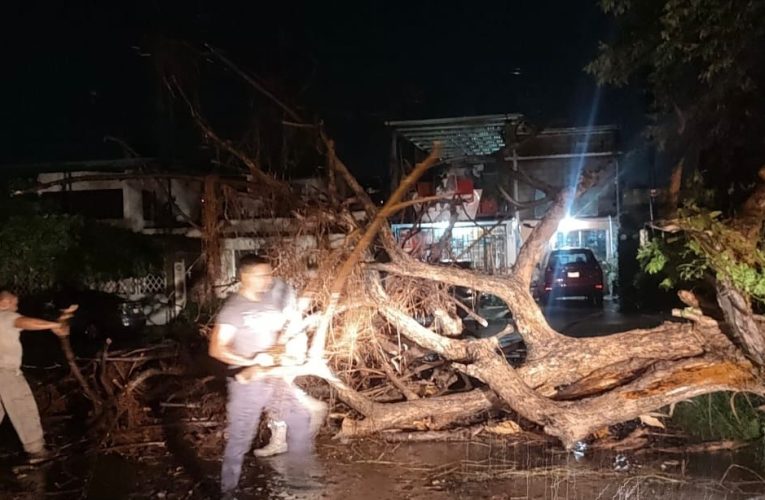 RETIRAN ÁRBOL QUE OBSTRUÍA VIALIDAD EN COLONIA DE TAPACHULA