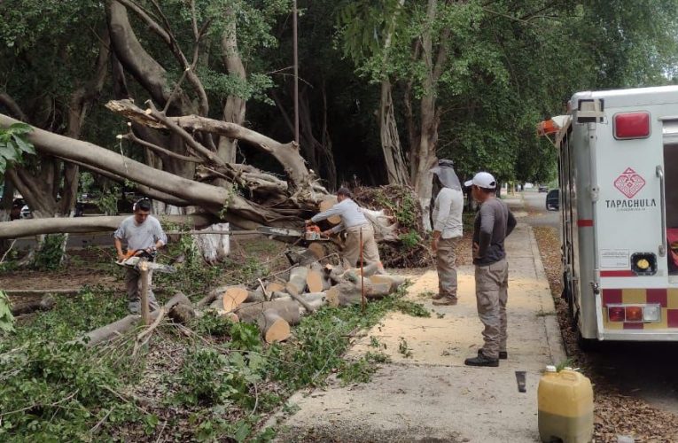 PROTECCIÓN CIVIL DE TAPACHULA ATIENDE REPORTE DE ÁRBOLES CAÍDOS