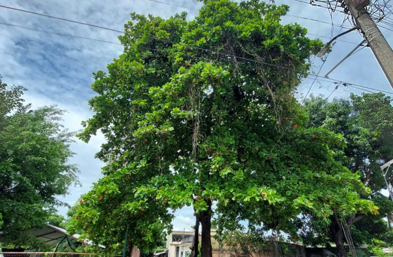 PC TAPACHULA SECCIONA ÁRBOLES PARA EVITAR RIESGOS A LA POBLACIÓN