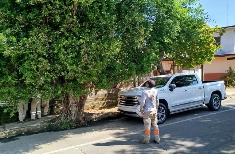 ATIENDE PROTECCIÓN CIVIL REPORTE DE ÁRBOL DAÑADO EN TAPACHULA