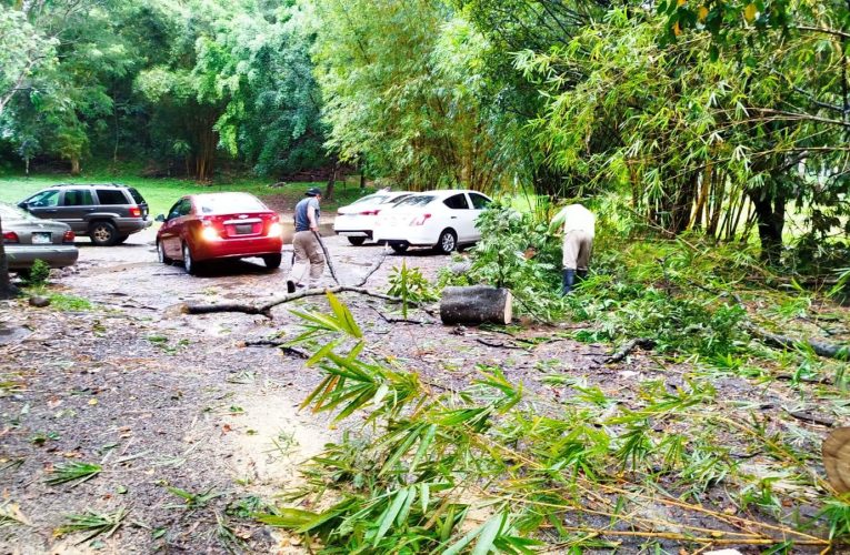 PROTECCIÓN CIVIL ATIENDE REPORTE DE ÁRBOL CAÍDO EN CEDECO NORTE